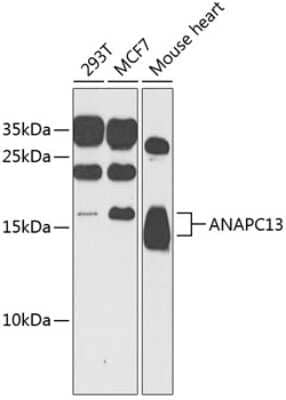 Western Blot ANAPC13 Antibody - BSA Free